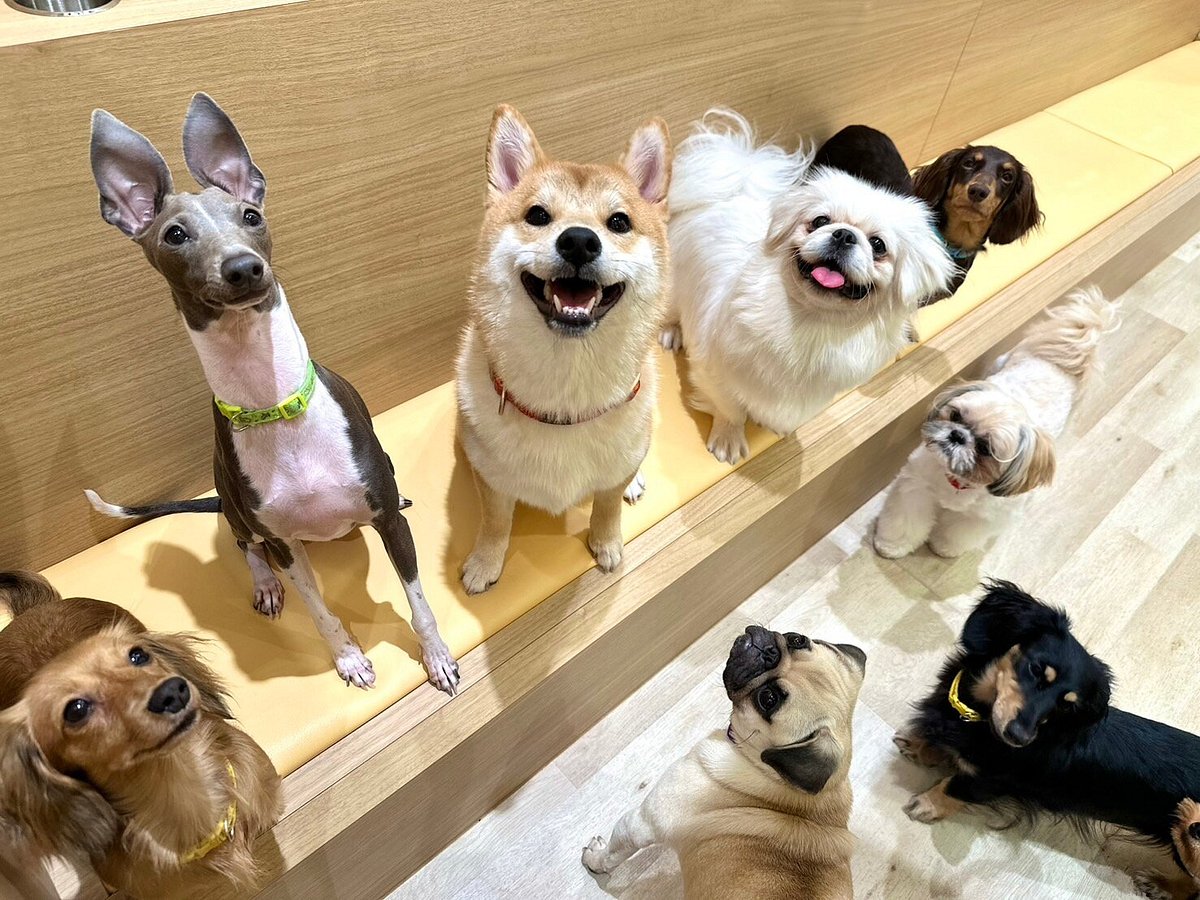 Dogs in our cafe