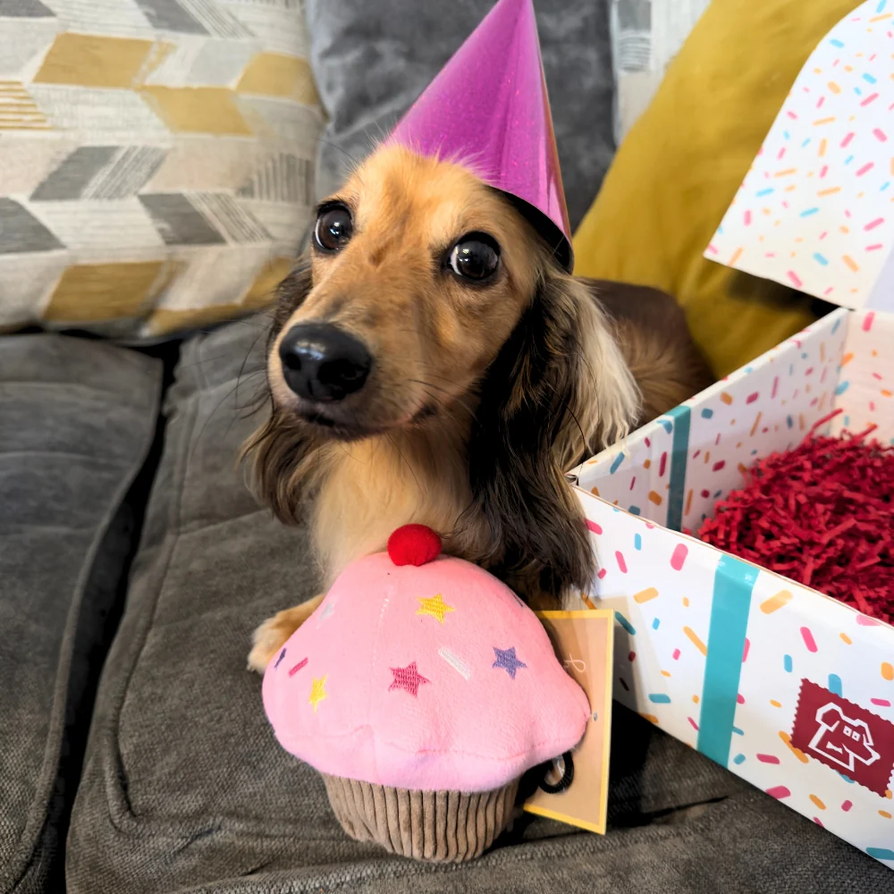 Doggy Birthday Parties