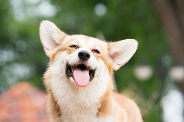 Happy dog at cafe
