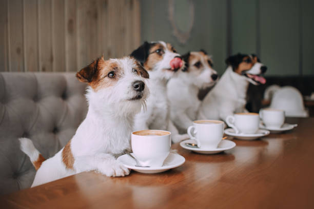 Dog with owner enjoying coffee