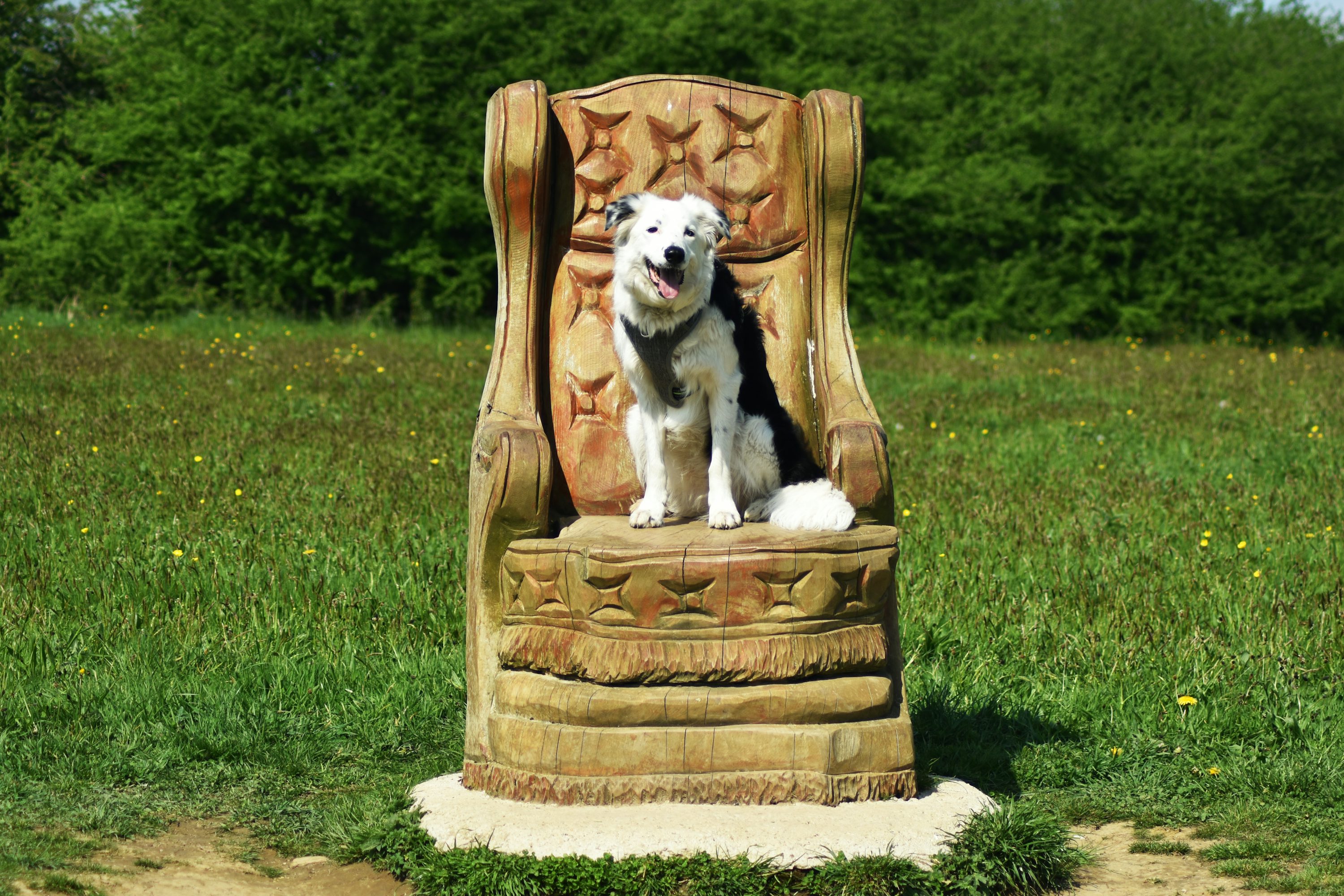 Outside seating with dogs