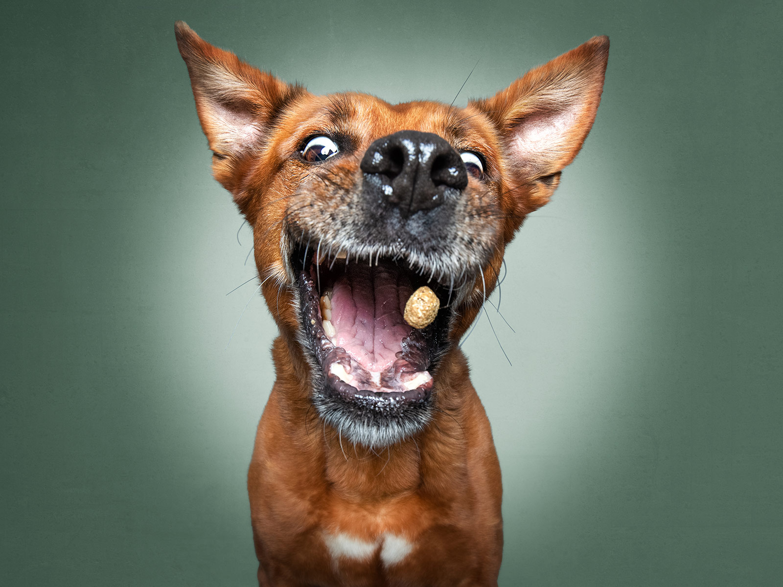 Dog eating treat